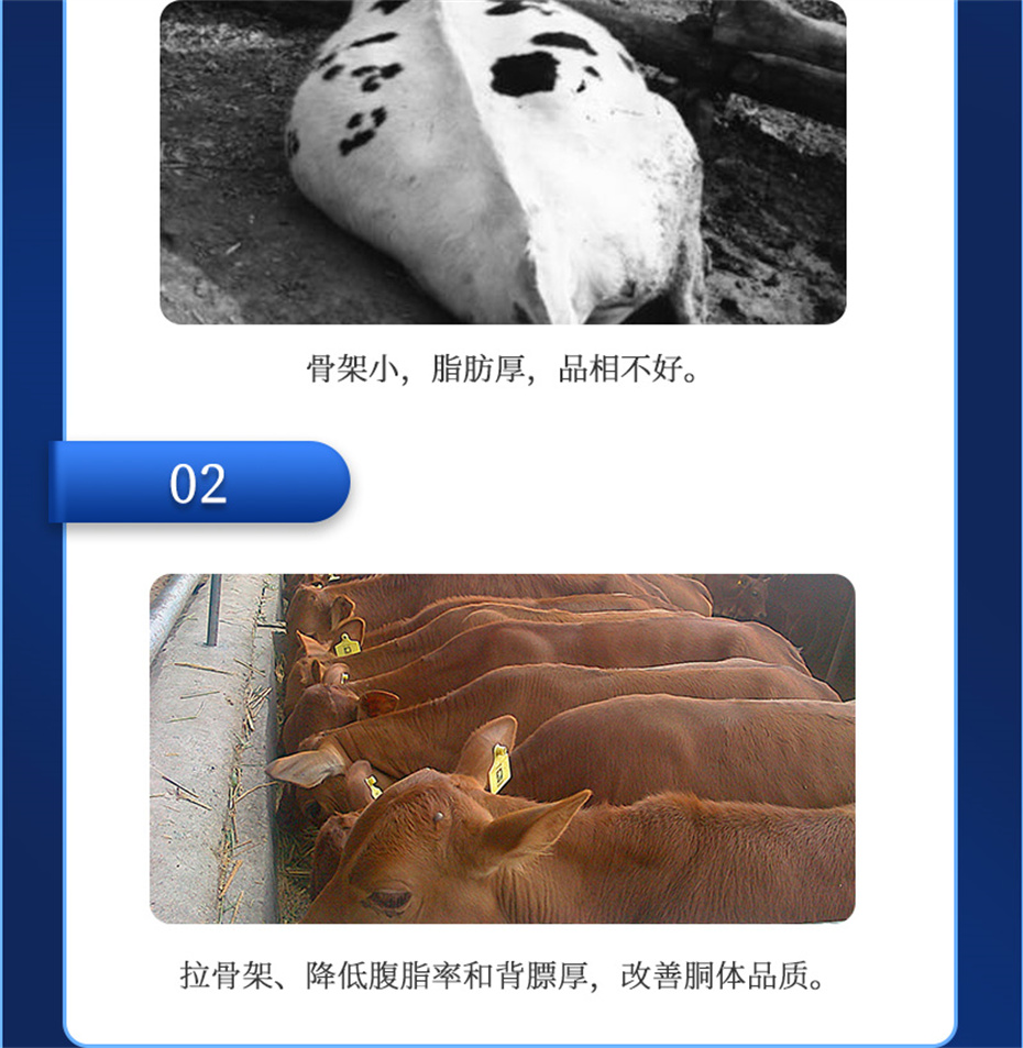 吉隆達動(dòng)保牛羊飼料添加劑牛羊去油王產(chǎn)品介紹