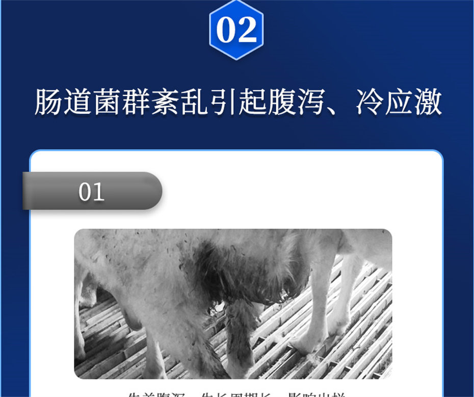 吉隆達動(dòng)保牛羊飼料添加劑瘤胃寶產(chǎn)品介紹