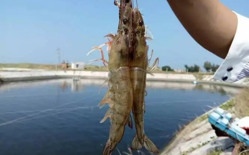 養殖南美白對蝦補鈣要點(diǎn)