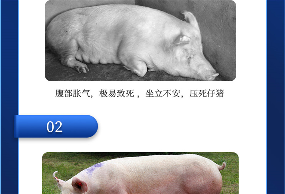 吉隆達動(dòng)保豬飼料添加劑母潤通產(chǎn)品介紹