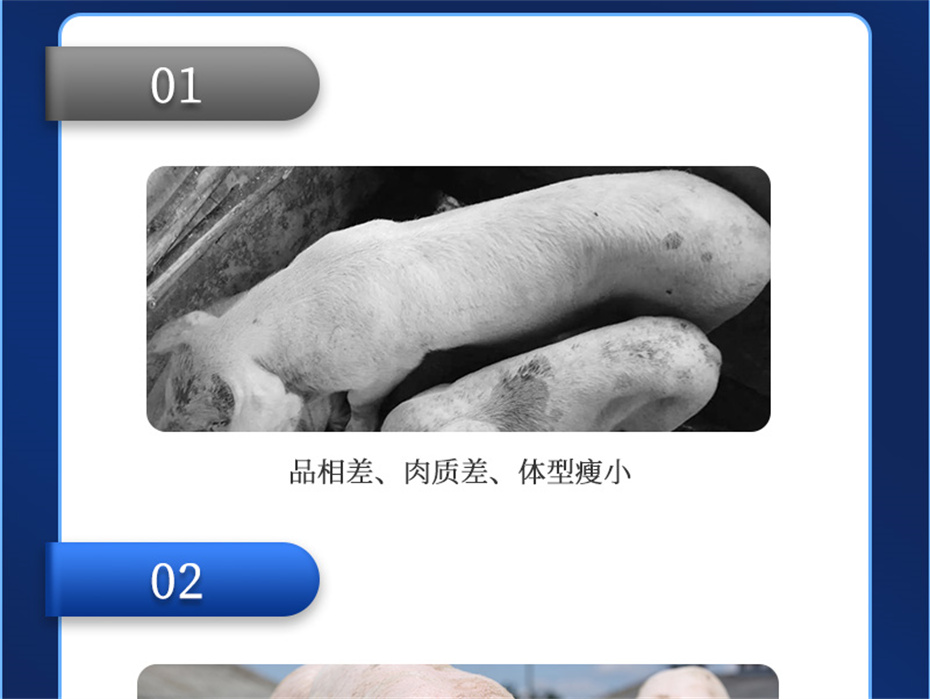 吉隆達動(dòng)保豬飼料添加劑母潤通產(chǎn)品介紹