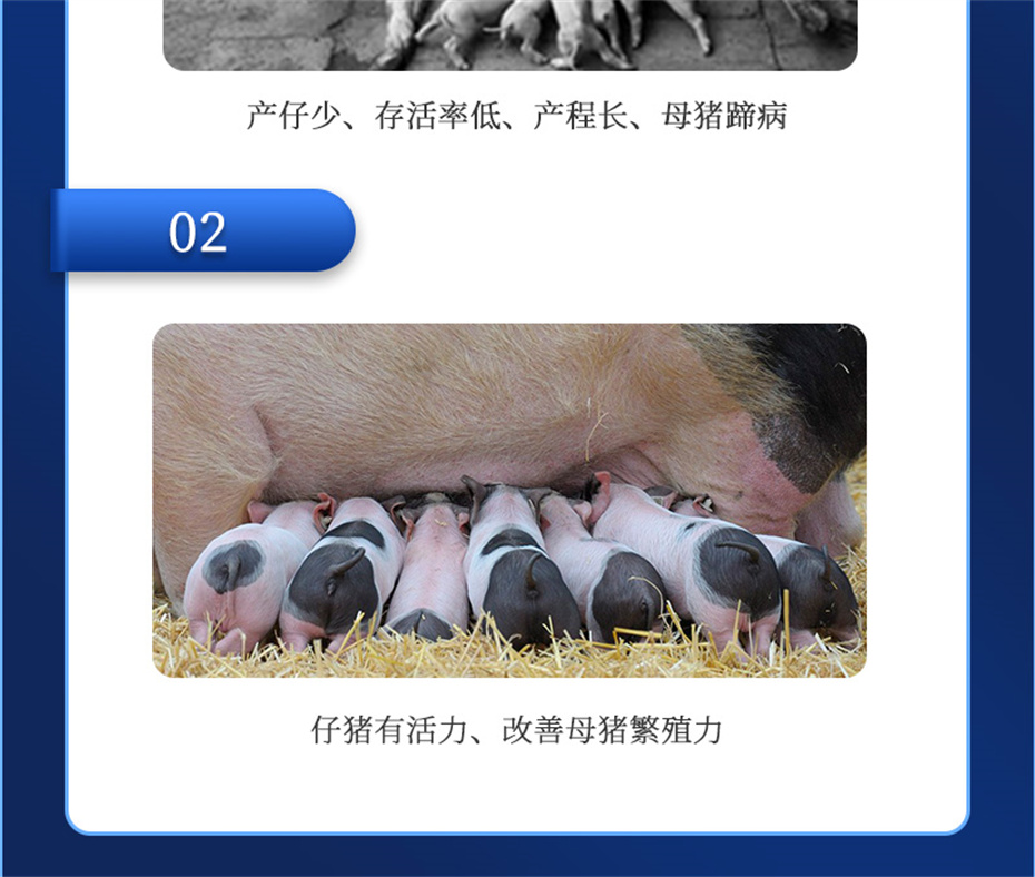 吉隆達動(dòng)保豬飼料添加劑升殖寶產(chǎn)品介紹