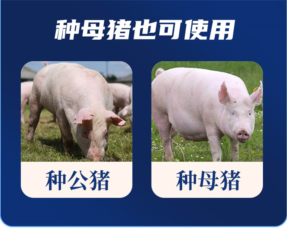 吉隆達動(dòng)保豬飼料添加劑升殖寶產(chǎn)品介紹