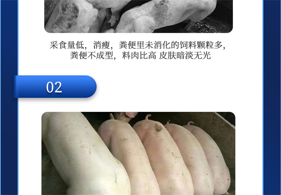吉隆達動(dòng)保豬飼料添加劑肥豬王產(chǎn)品介紹