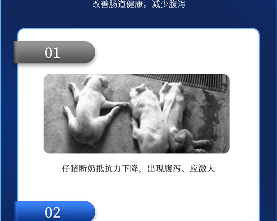 吉隆達動(dòng)保豬飼料添加劑仔豬斷奶王產(chǎn)品介紹