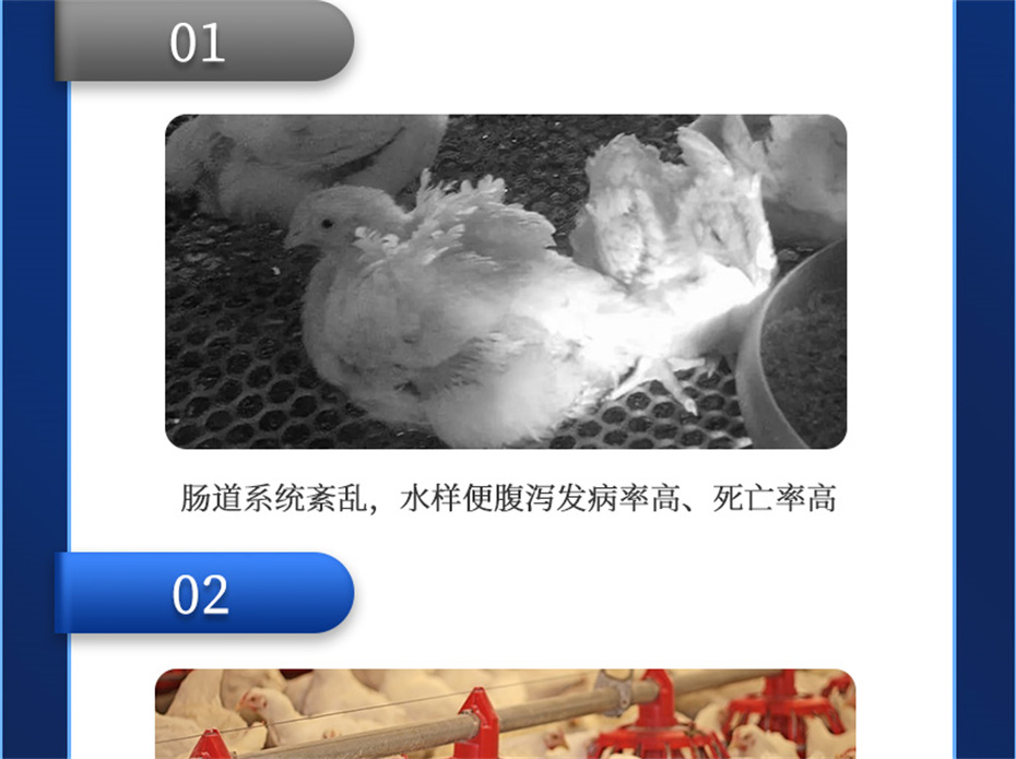 吉隆達動(dòng)保禽飼料添加劑美鳳寶產(chǎn)品介紹