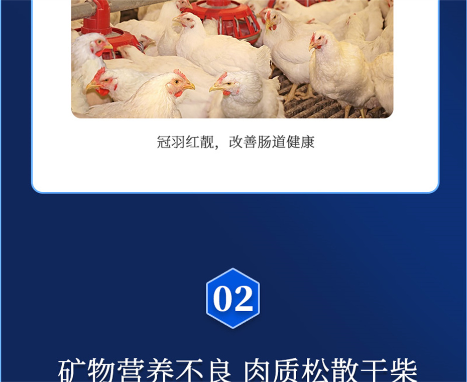 吉隆達動(dòng)保禽飼料添加劑美鳳寶產(chǎn)品介紹