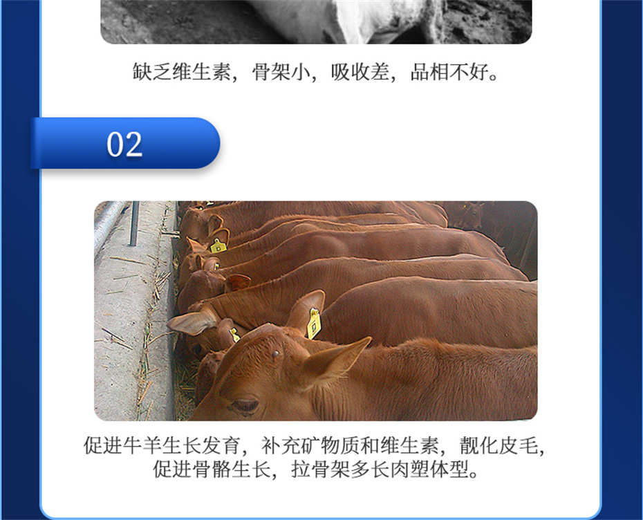 吉隆達動(dòng)保牛羊飼料添加劑牛羊元帥產(chǎn)品介紹