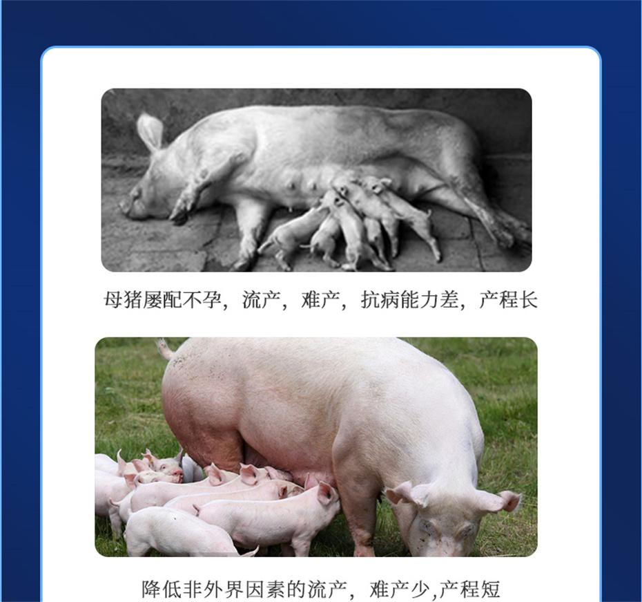 吉隆達動(dòng)保豬飼料添加劑健立血產(chǎn)品介紹