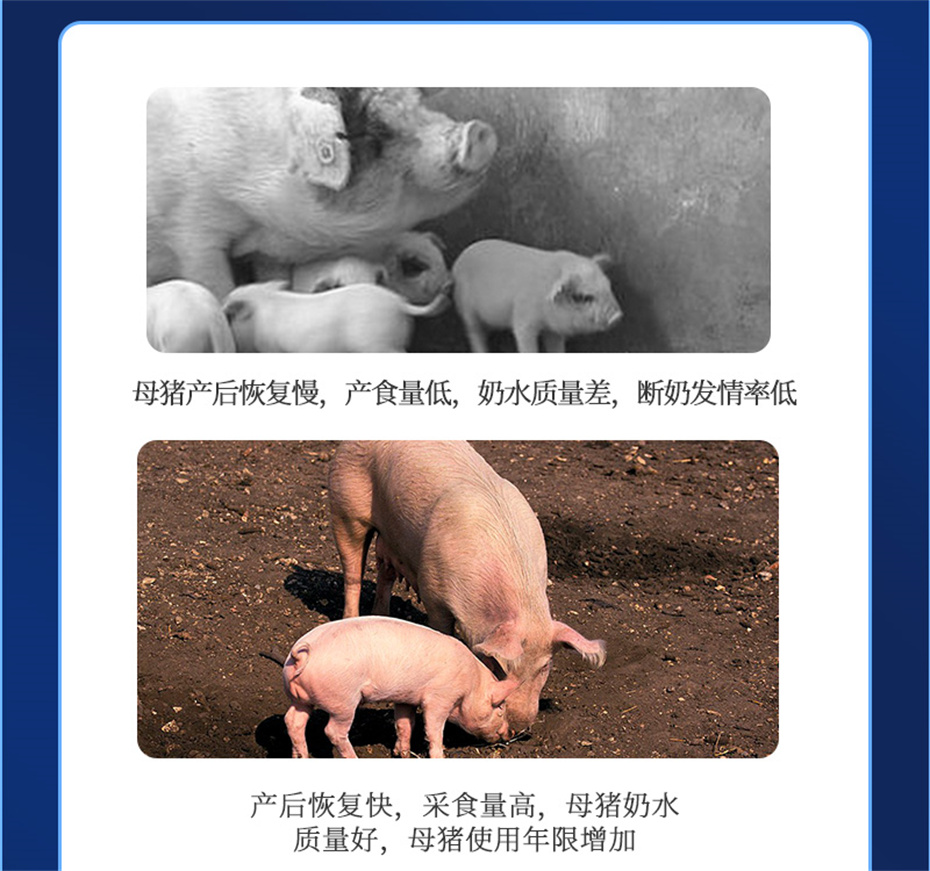 吉隆達動(dòng)保豬飼料添加劑健立血產(chǎn)品介紹