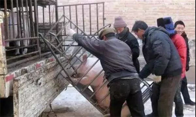 生豬出欄